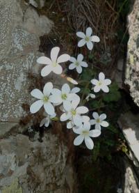 Lomikámen (Saxifraga corsica)
