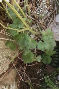 Lomikámen (Saxifraga corsica)
