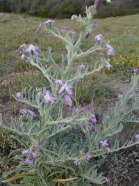 Fiala laločnatá (Matthiola sinuata)