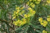 Pryšec dřevnatý (Euphorbia dendroides)