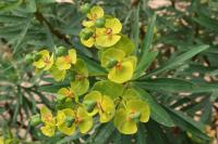 Pryšec dřevnatý (Euphorbia dendroides)