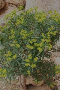Pryšec dřevnatý (Euphorbia dendroides)