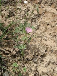 Proskurník chlupatý (Althaea hirsuta)