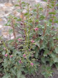 Krtičník (Scrophularia rostrata)