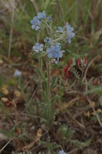 Strošek (Lappula barbata)