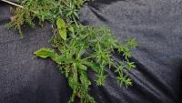 Máčka smrdutá (Eryngium foetidum)