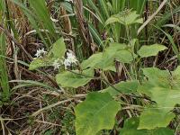Lilek (Solanum torvum)