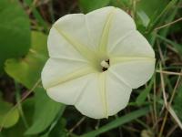 Povíjnice (Ipomoea obscura)