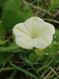 Povíjnice (Ipomoea obscura)
