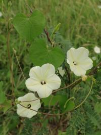 Povíjnice (Ipomoea obscura)