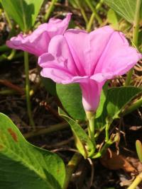 Povijnice pomořská (Ipomoea pes-caprae)