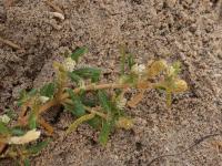 Pestrovka (Gomphrena vermicularis)