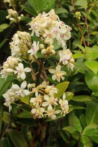 Epidendrum