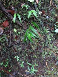 Ichnanthus