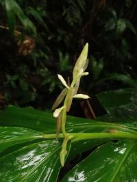 Microchilus (Microchilus plantagineus)