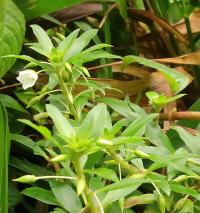 Savagézie (Sauvagesia erecta)