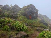 Pitkernie (Pitcairnia bifrons)