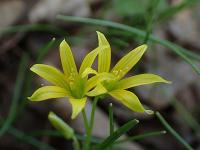 Křivatec nejmenší