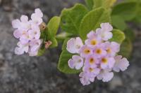 Libora (Lantana involucrata)