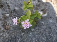 Libora (Lantana involucrata)
