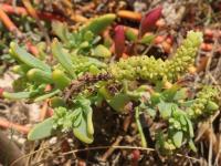 Otočník (Heliotropium curassavicum)