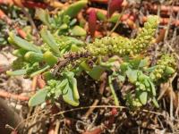 Otočník (Heliotropium curassavicum)