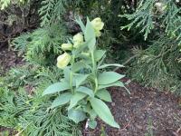 Řebčík bledý (Fritillaria pallidiflora)
