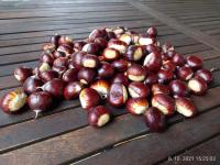 Kaštanovník jedlý (Castanea sativa)