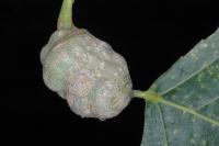 Dutilka šroubovitá (Pemphigus spyrothecae)
