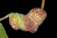 Dutilka šroubovitá (Pemphigus spyrothecae)