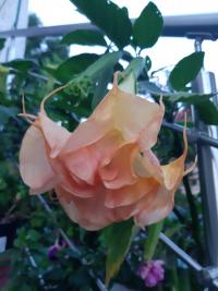 Durmanovec 'DS Smart' (Brugmansia)