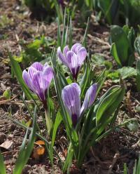 Šafrán jarní 'Pickwick' (Crocus vernus)