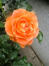 Růže 'Dame Judi Dench' - Anglické růže