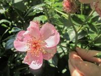 Růže 'Astronomia' - Pokryvné růže (Rosa)