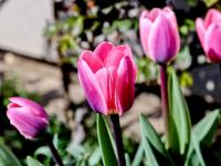 Tulipán 'Light and Dreamy' (Tulipa)