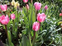 Tulipán 'Light and Dreamy'