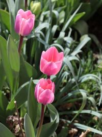 Tulipán 'Light and Dreamy' (Tulipa)