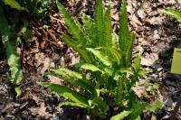 Jelení jazyk celolistý 'Ramosa' (Phyllitis scolopendrium)