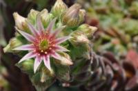 Netřesk 'Ashes of Roses'