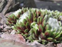 Netřesk 'Bascour Zilver' (Sempervivum)