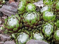 Netřesk 'Bascour Zilver' (Sempervivum)