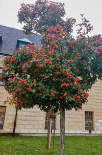 Hloh kožolistý (Crataegus x lavallei)
