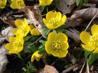Talovín zimní (Eranthis hyemalis)