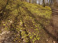 Talovín zimní (Eranthis hyemalis)