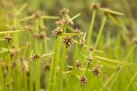 Schoenoplectiella mucronata