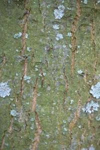 Kaštanovník jedlý (Castanea sativa)