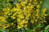 Štědřenec odvislý (Laburnum anagyroides)