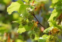 Buk lesní (Fagus sylvatica)
