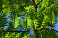 Metasekvoje čínská (Metasequoia glyptostroboides)