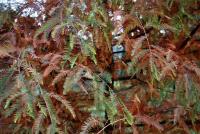 Tisovec dvouřadý - podzimní jehlice (Taxodium distichum)